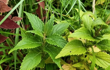 溪黄草别名香茶菜,血风草,黄汁草,是南方比较有名的凉茶和煲汤辅料.