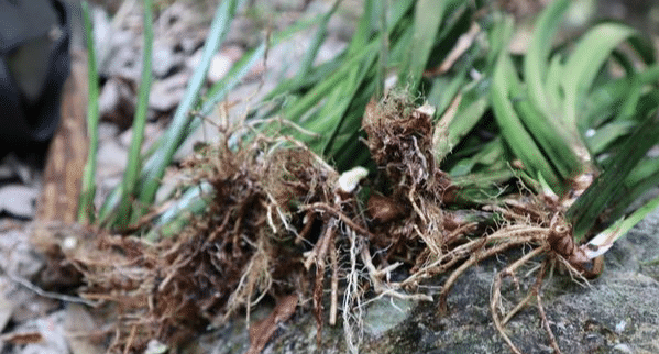 河流的石头缝里,取根茎部分入药或煲汤,可炖猪心或者煲排骨