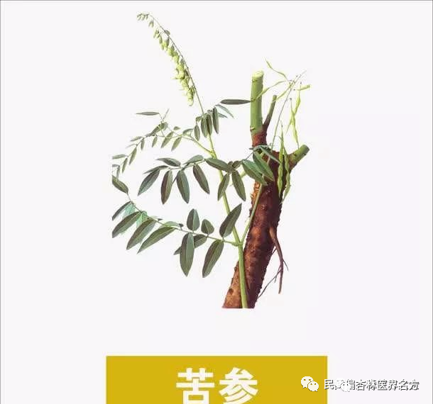 重用苦参可以治疗牛皮癣,银屑病,湿疹,其效甚佳