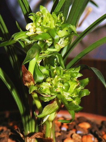 余蝴蝶:春兰奇花之王,花似蝴蝶飞,香味纯正好养爱开花