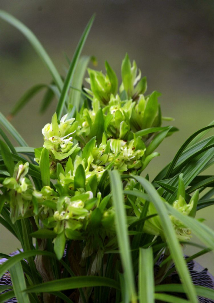 余蝴蝶:春兰奇花之王,花似蝴蝶飞,香味纯正好养爱开花