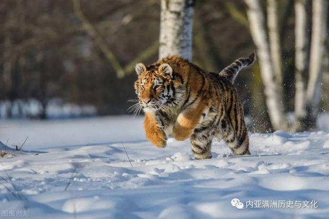 老虎复仇太疯狂!猎人杀母虎,儿虎就杀牛吃女捕老婆最后吃他