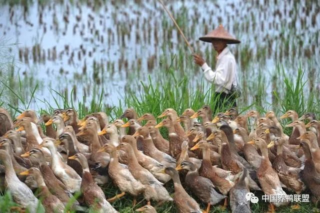 湖南农民带领村民一起养鸭致富,方法你肯定想不到,快