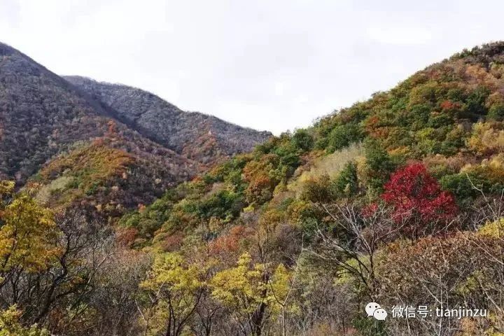 很多人还不知道,天津附近有个"百花山下第一村",简直美的不行!