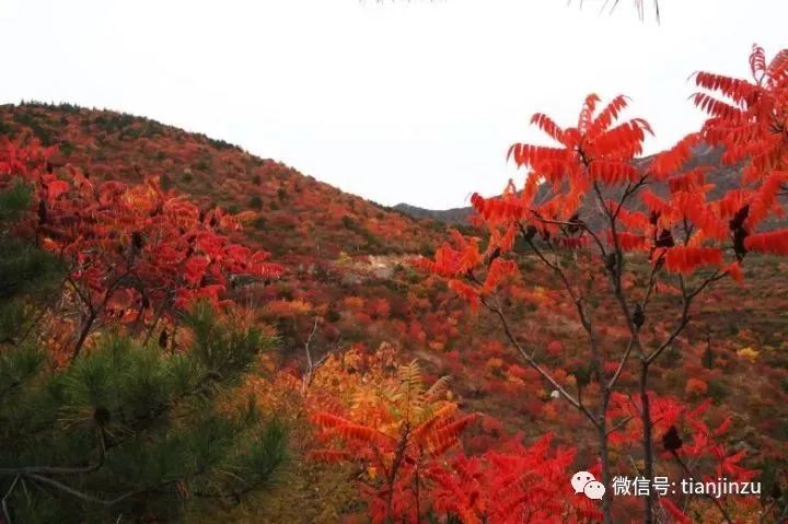 很多人还不知道,天津附近有个"百花山下第一村",简直美的不行!