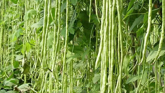 早春要如何进行豇豆栽培管理?