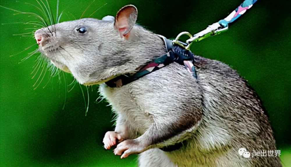 柬埔寨300万地雷为啥老鼠一夜成排雷英雄看看此老鼠的段位