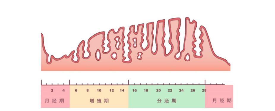 子宫内膜薄正常厚度是多少?