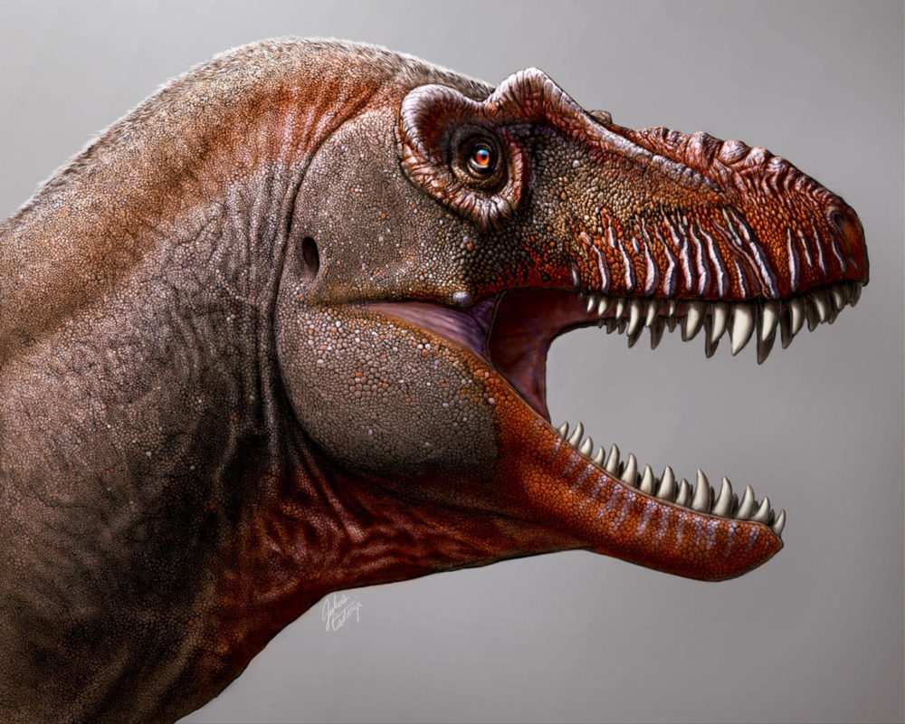 9000万年前统治中亚的恐龙猎手,灭绝之后,霸王龙才有机会崛起