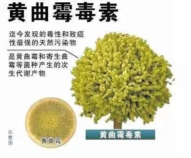 医生:如果超这个时间,或有"黄曲霉菌"