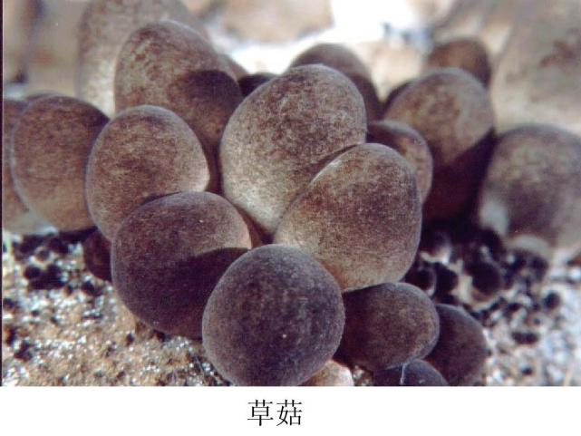 原料:草菇60克,海米30克,豆腐2块,猪油450克,黄瓜20克,盐,酱油,米醋