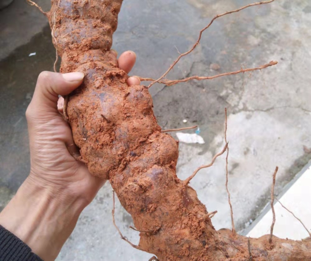 湖南发现了稀少又罕见的土茯苓,有多少人见过?