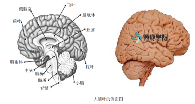 尽管应该指出的是,大脑最重要的功能,如意识不能定位于单一区域,而是