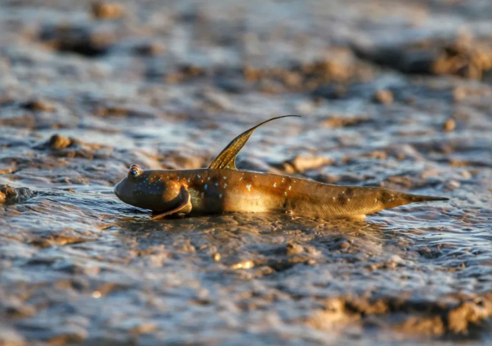 discover shenzhen the blue spotted mudskipper 大弹涂鱼