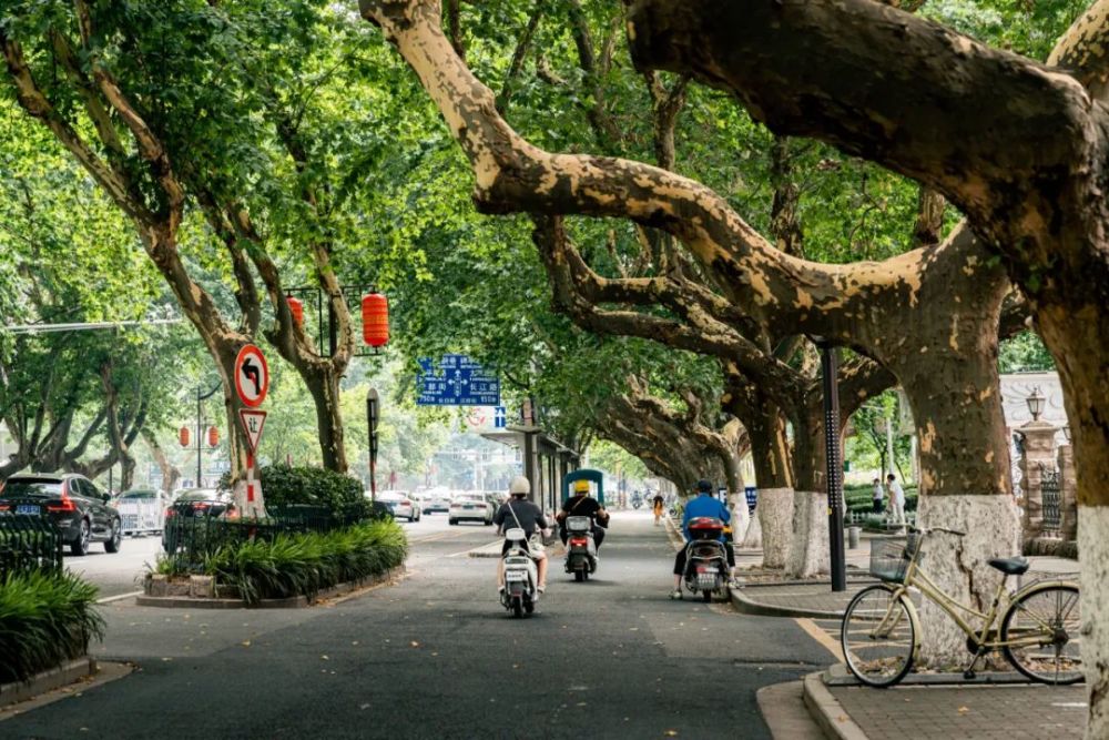 那些适合漫步的梧桐大道:长江路