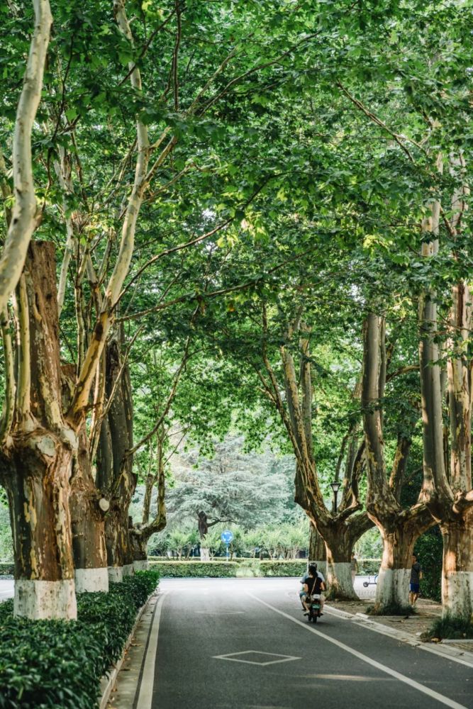 那些适合漫步的梧桐大道:灵谷寺路