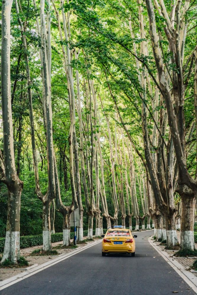 那些适合漫步的梧桐大道:灵谷寺路