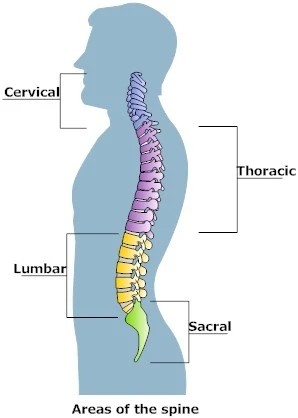 人的脊柱共有四个生理性弯曲,其中胸椎和骶椎的曲度是与生俱来的,而