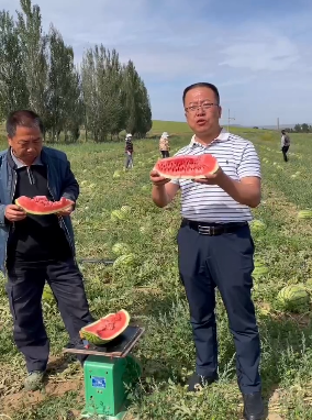 近日,固阳县金山镇党委书记武振国站在瓜田里,手捧西瓜,亲自为瓜农