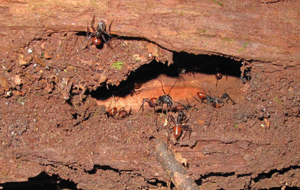 50只活体!广州查获2批巨人恐蚁,世界最大蚂蚁之一,有多可怕?