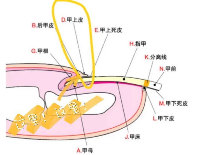 比今天是周五更令人开心的是刚做了新美甲