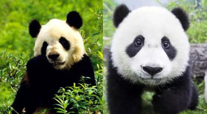 四川,陕西大熊猫有什么