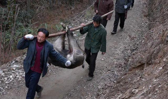 我国有明确规定,"禁止食用","杀猪令"杀野猪的目的是为了控制野生野猪