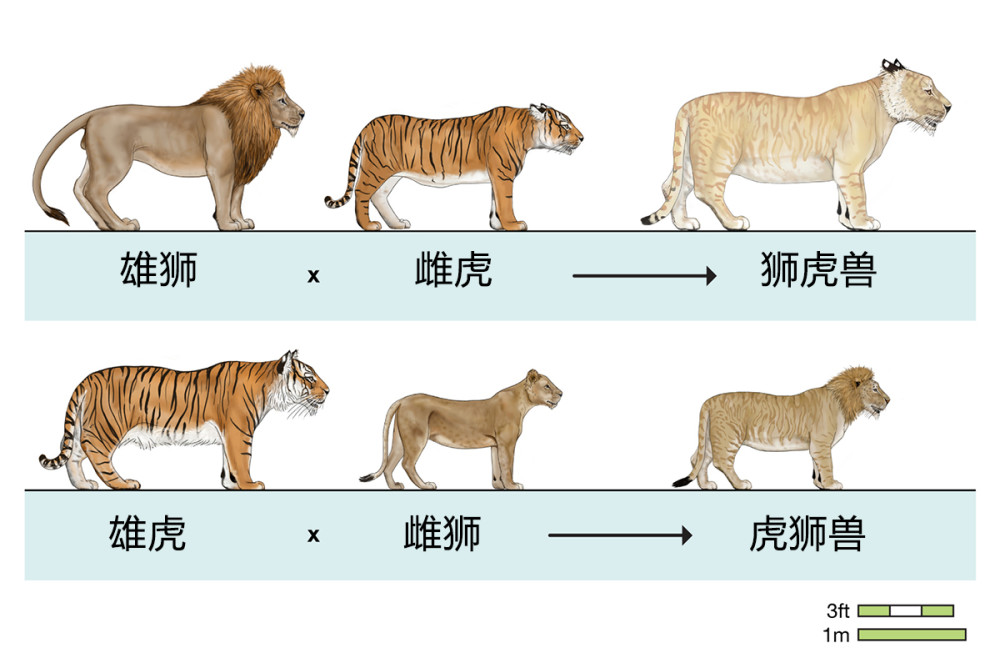 狮虎兽,虎狮兽,虎狮虎兽,狮狮虎兽,这些动物到底怎么来的?