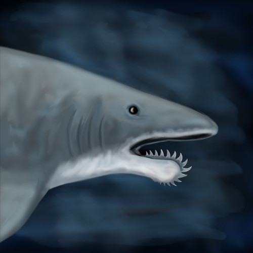 国内也有旋齿鲨化石的出土. 关于旋齿的作用,大家都有各自的猜测.
