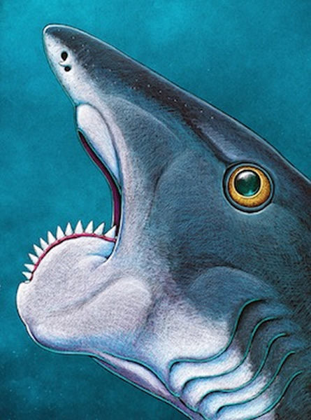 复原图:helicoprion bessonovi模式種 :karpinsky, 1899属: 旋齿鲨属