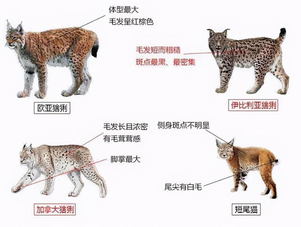 狼看见都要叫大哥的"猞猁",在森林里到底有多厉害?