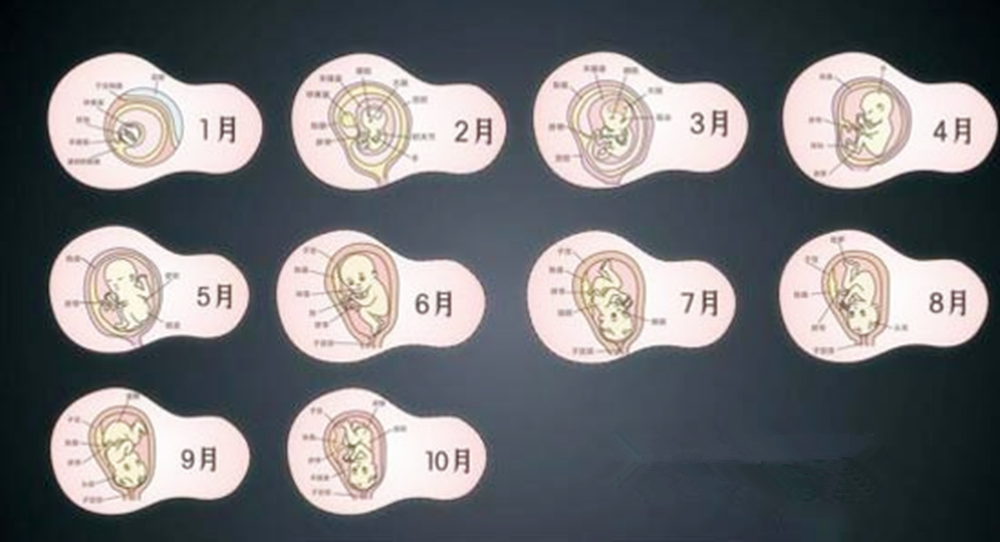 怀胎十月长达"十个月"?其实不到十个月就生了,正确孕周这样算