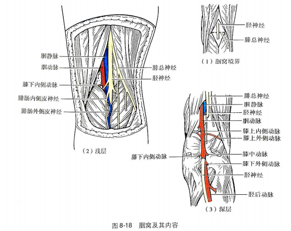 视频详解|艾氏人体解剖——膝后区