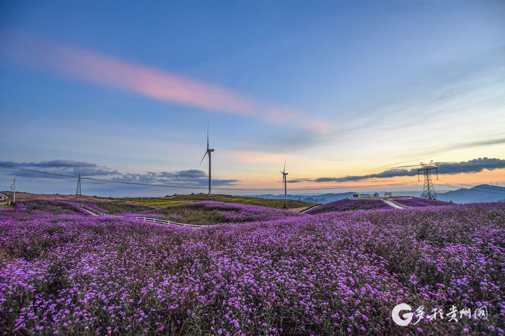 【高清组图】花溪高坡:邂逅浪漫紫色花海