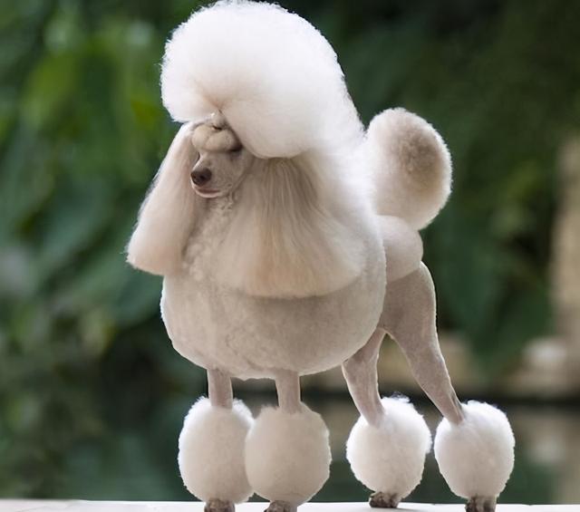 贵宾犬饲养指南,建议收藏!