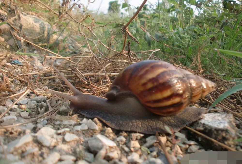 非洲大蜗牛足有2斤重,入侵我国多年,中国吃货为何不将它们消灭