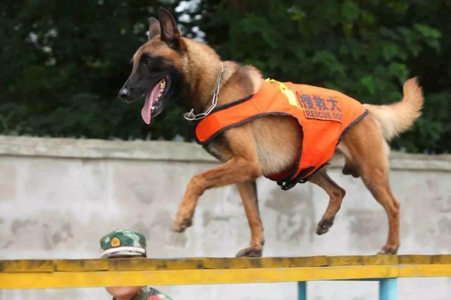 养马犬的十大好处,不养不知道