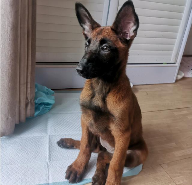 养马犬的十大好处,不养不知道
