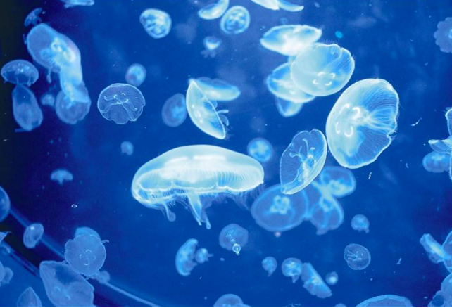 地球恐怖入侵生物,栉水母入侵黑海,摧毁当地渔业,民众