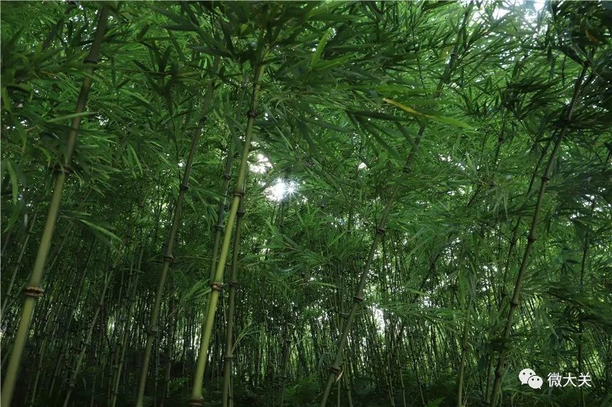 【cop15】中国珍稀竹种—筇竹