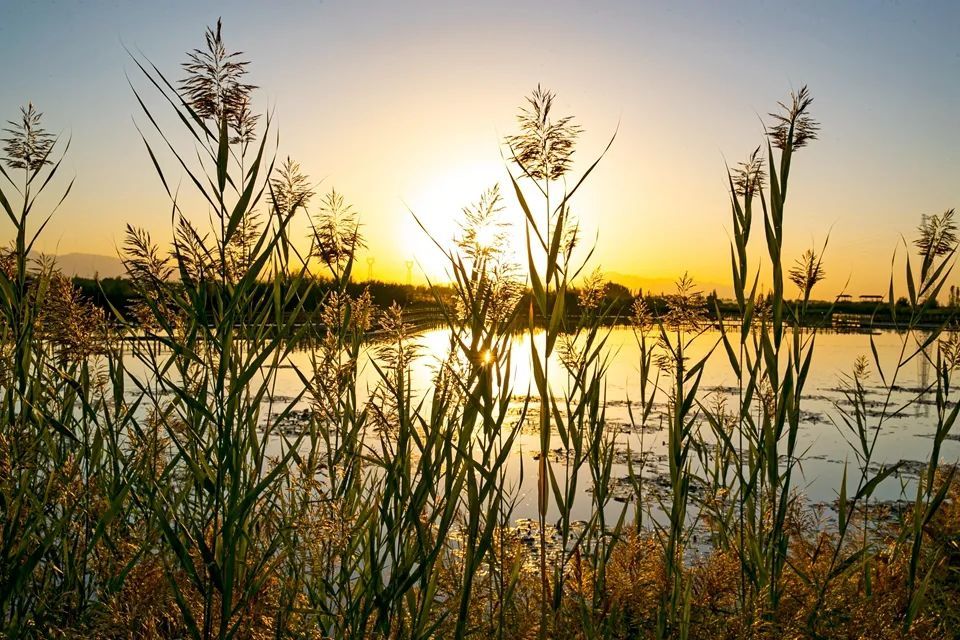 【镜观张掖】张掖:夕阳中的芦苇美如画