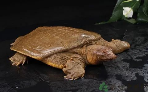 大补的甲鱼,肿瘤患者可以吃吗?