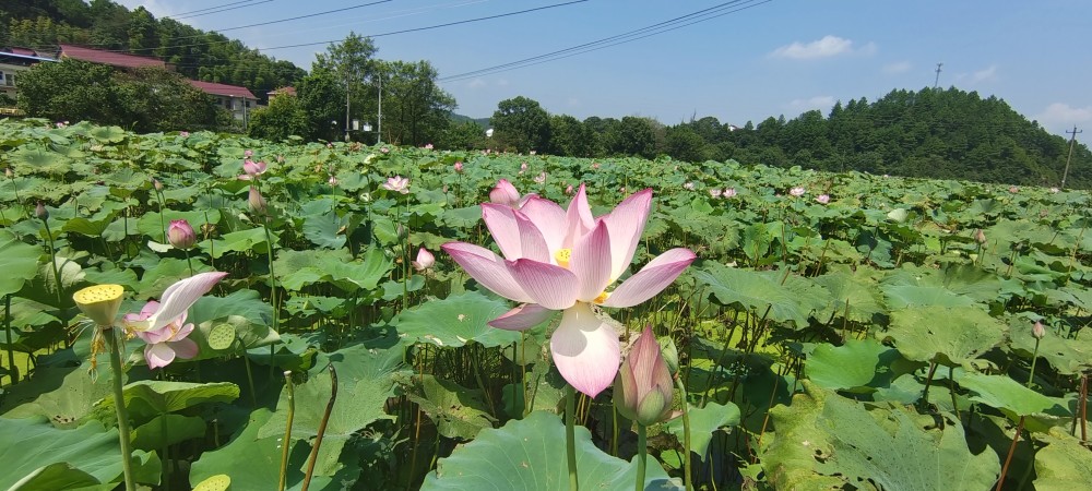 大江网/鹰潭头条客户端讯 通讯员李浙安,记者刘娟报道"这一片太空莲