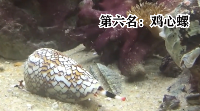 海洋里的剧毒生物,个个超乎你的想象|箱水母|蓝环章鱼|鸡心螺|毒素
