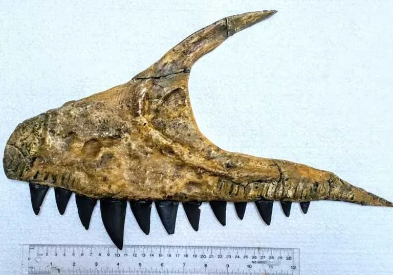 中生代鲨齿龙恐龙,锯齿状牙齿 长达8米,曾与霸王龙分庭抗礼