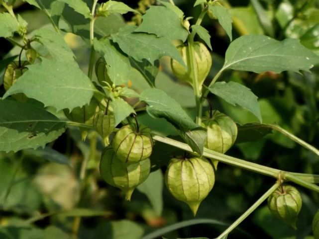 有时候会被叫做野胡椒或鬼灯笼,它一般都是作为药用植物,是属于酸浆的