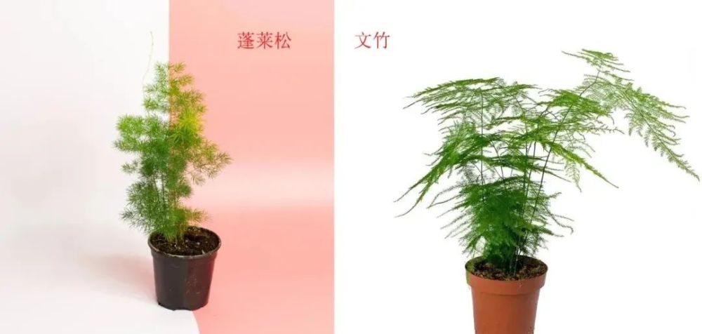 文竹,天门冬和蓬莱松的养护指南,这三种观叶绿植很值得养一盆