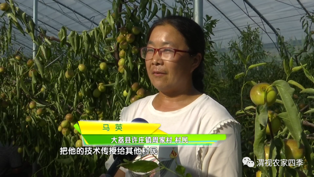 大荔"最美枣园"评选展播(十五)——杨永民:扣棚规范化