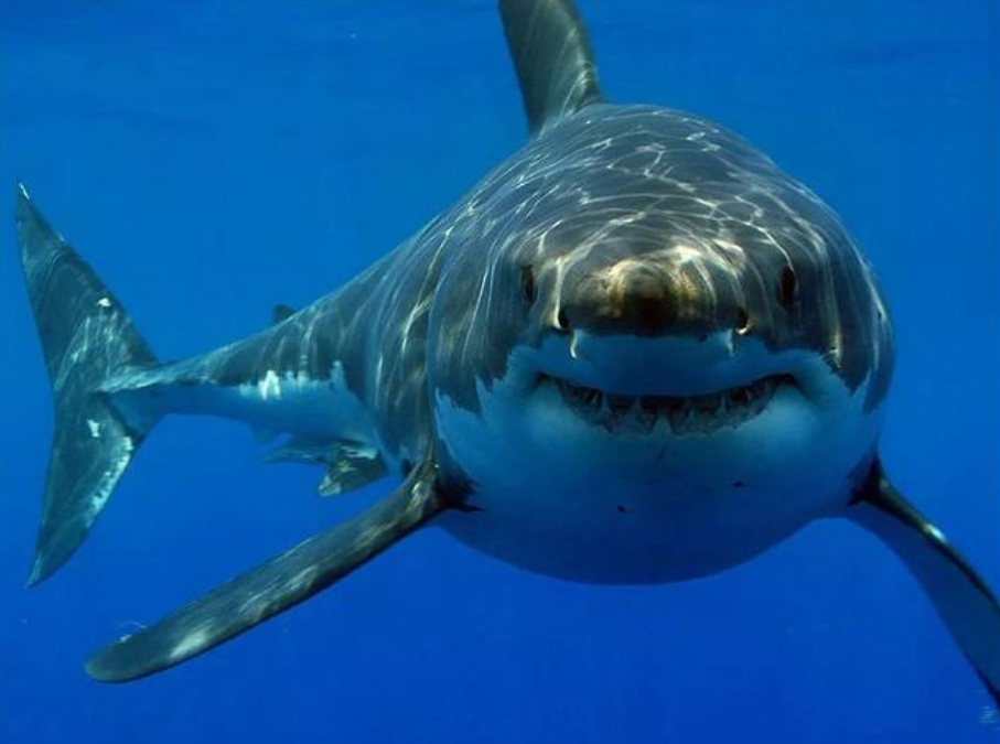 4吨重鲨鱼被捕捞,看似凶猛,实则温顺,为何?