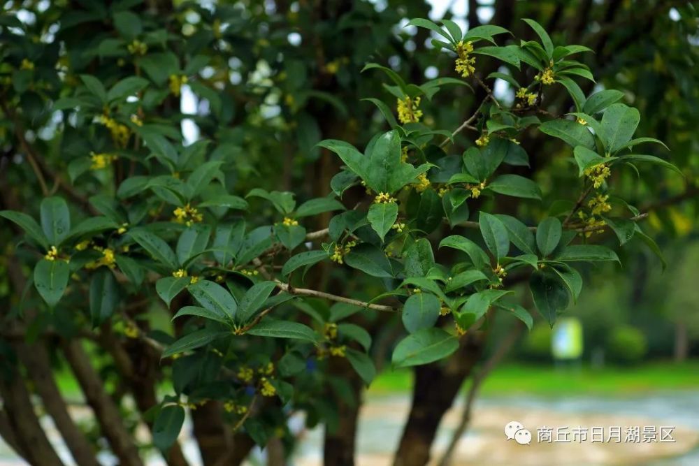 商丘市日月湖景区:几度秋意浓,最是桂花香